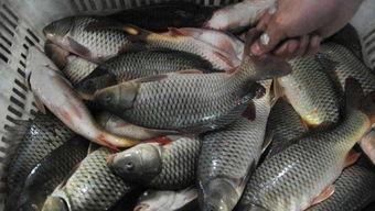 中国吃瓜船捡鱼视频,网友直呼“大自然的馈赠！”