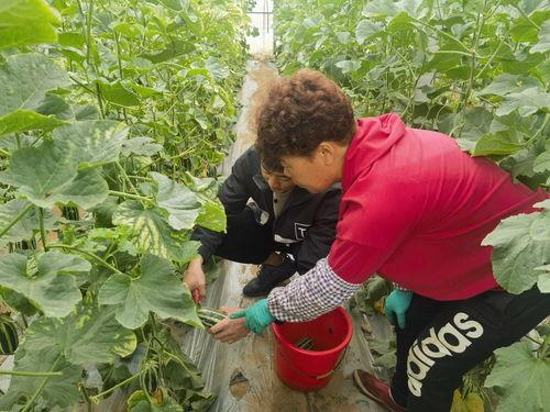 莱州三山岛吃瓜事件视频,一场引发热议的网络奇观