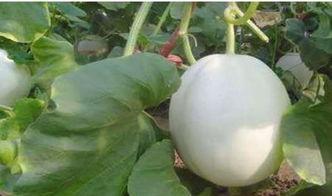 韩国人吃白兰瓜视频在线观看,白兰瓜的独特风味之旅