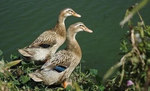 柯尔鸭吃瓜视频大全免费观看,免费观看视频大全集锦