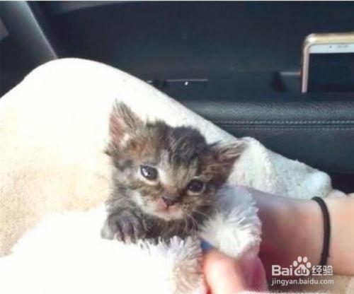 幼猫可以吃苏瓜么嘛视频,视频揭秘营养与注意事项