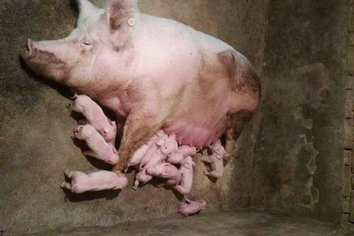 烂瓜猪可以吃吗有毒吗视频