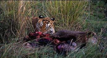 带你吃瓜野生猛兽视频,带你领略“带你吃瓜野生猛兽”视频的独特魅力