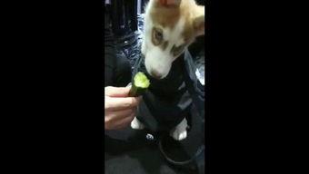 车祸吃瓜狗视频,吃瓜狗视角下的惊心动魄瞬间